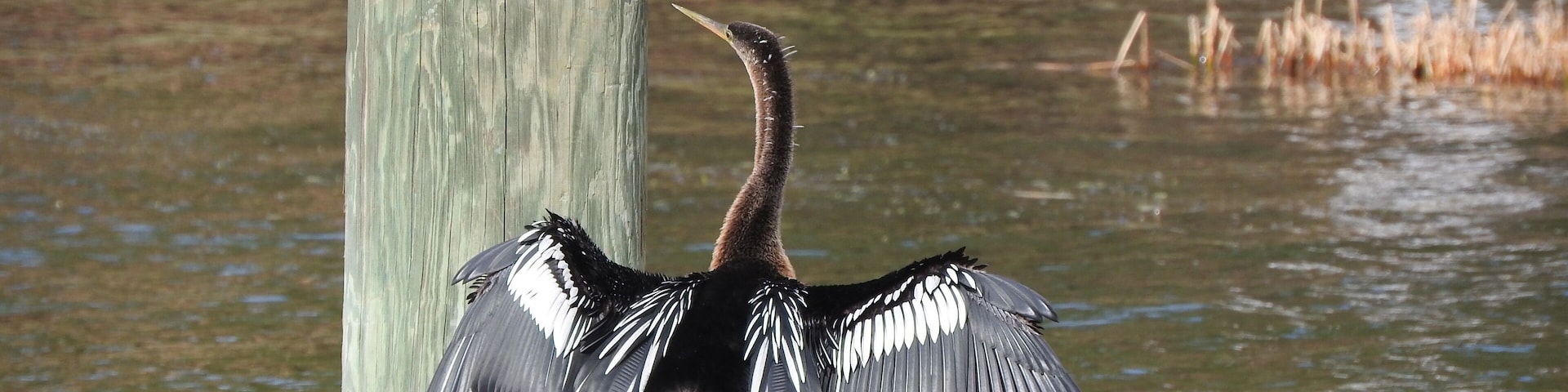 The anhinga (/ænˈhɪŋɡə/; Anhinga anhinga), sometimes called snakebird, darter, American darter, or water turkey, is a water bird of the warmer parts of the Americas. The word anhinga comes from the Brazilian Tupi language and means devil bird or snake bird. The origin of the name snakebird is apparent when swimming: only the colored neck appears above water so the bird looks like a snake ready to strike. They do not have external nares (nostrils) and breathe solely through their epiglottis. (Wiki) November 2018
#Nature