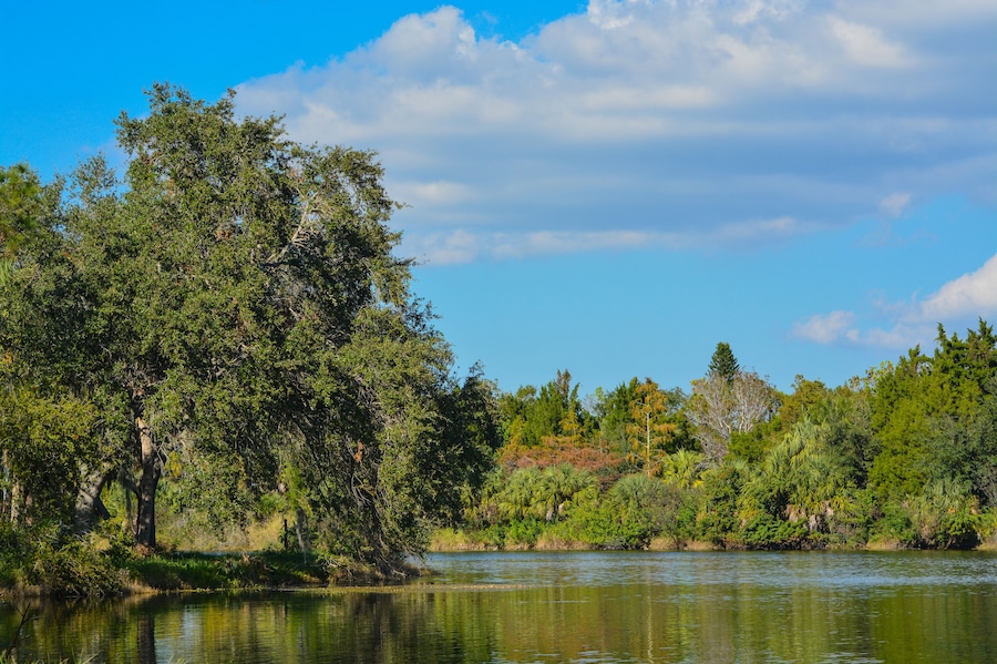 Beautiful view at Lake Seminole, Seminole, Florida