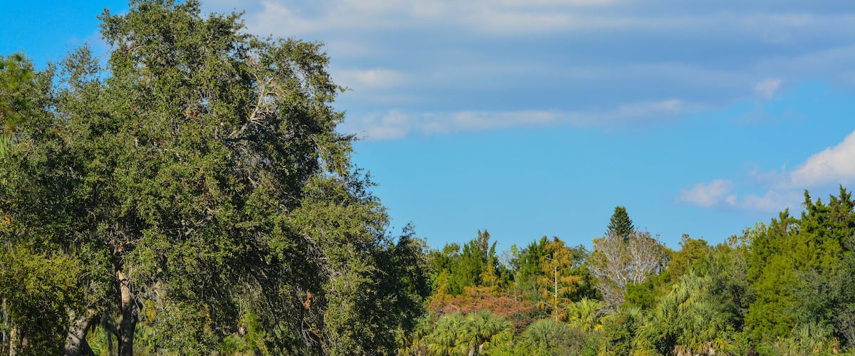 Beautiful view at Lake Seminole, Seminole, Florida