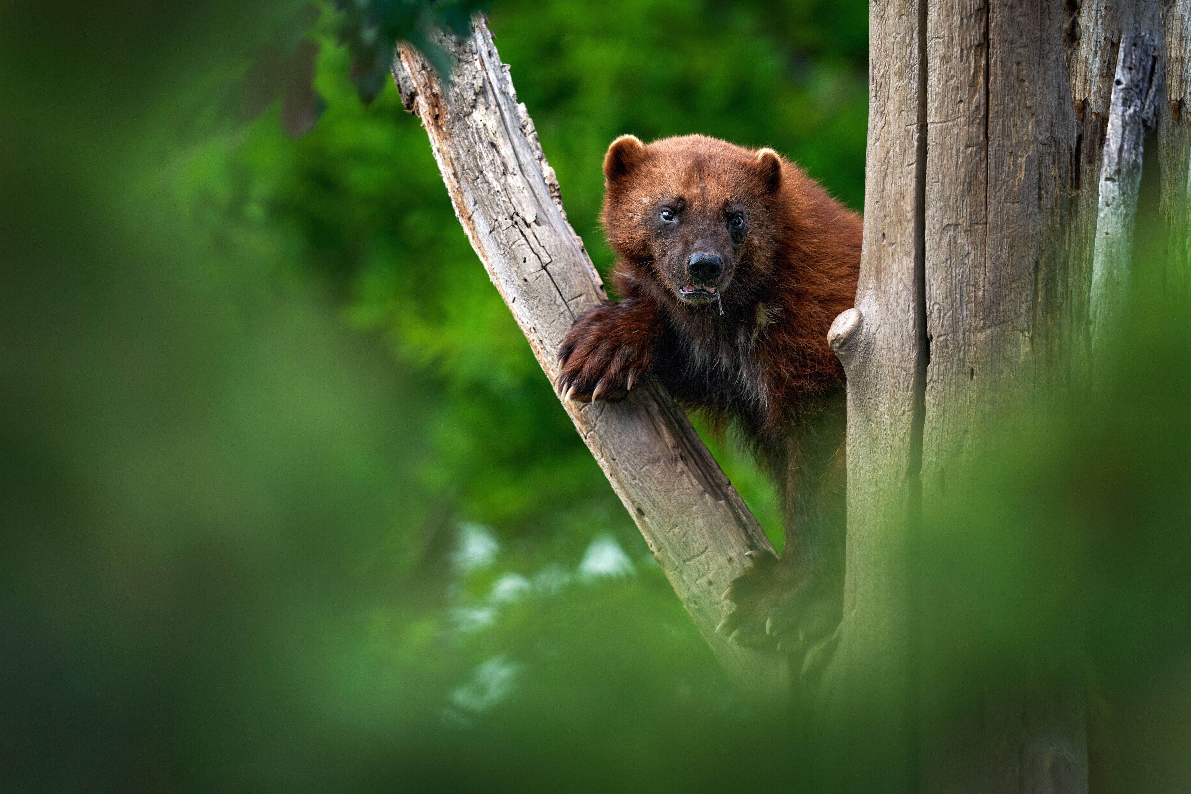 Wolverine on the tree trunk. Detail portrait of wild wolverine. Danger animal in Finland taiga. Mammal animal in the forest. Raptor in the green forest nature. Wildlife Europe.