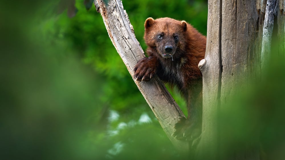 Wolverine on the tree trunk. Detail portrait of wild wolverine. Danger animal in Finland taiga. Mammal animal in the forest. Raptor in the green forest nature. Wildlife Europe.