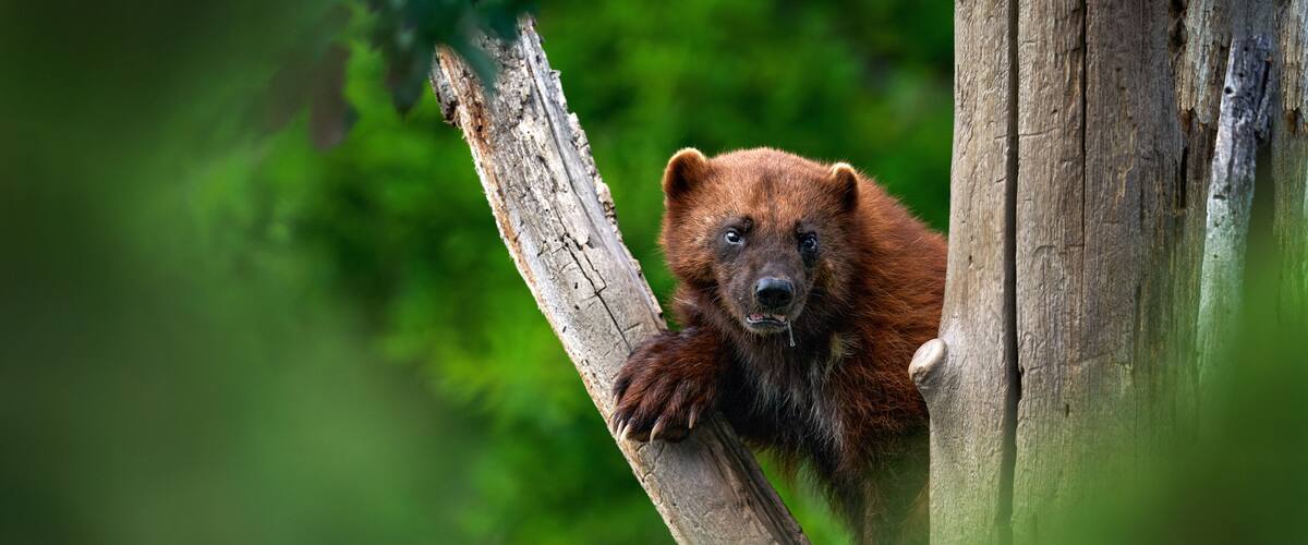 A brown bear climbing a tree in a forest.