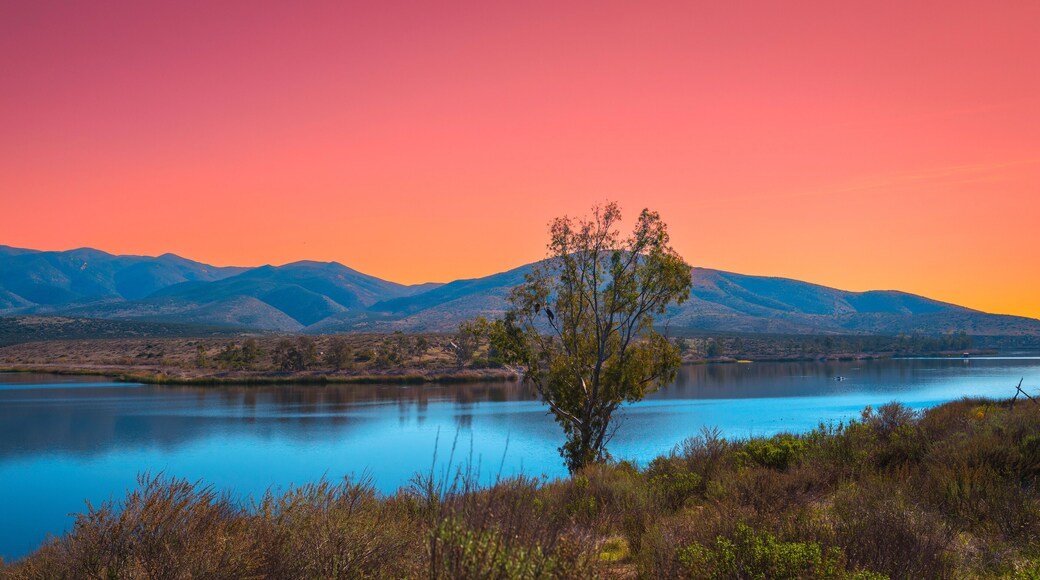 Southern California Nature Winter Landscape Series, two bold eagles sitting on the tree at Lower Otay Lake in Chula Vista, USA