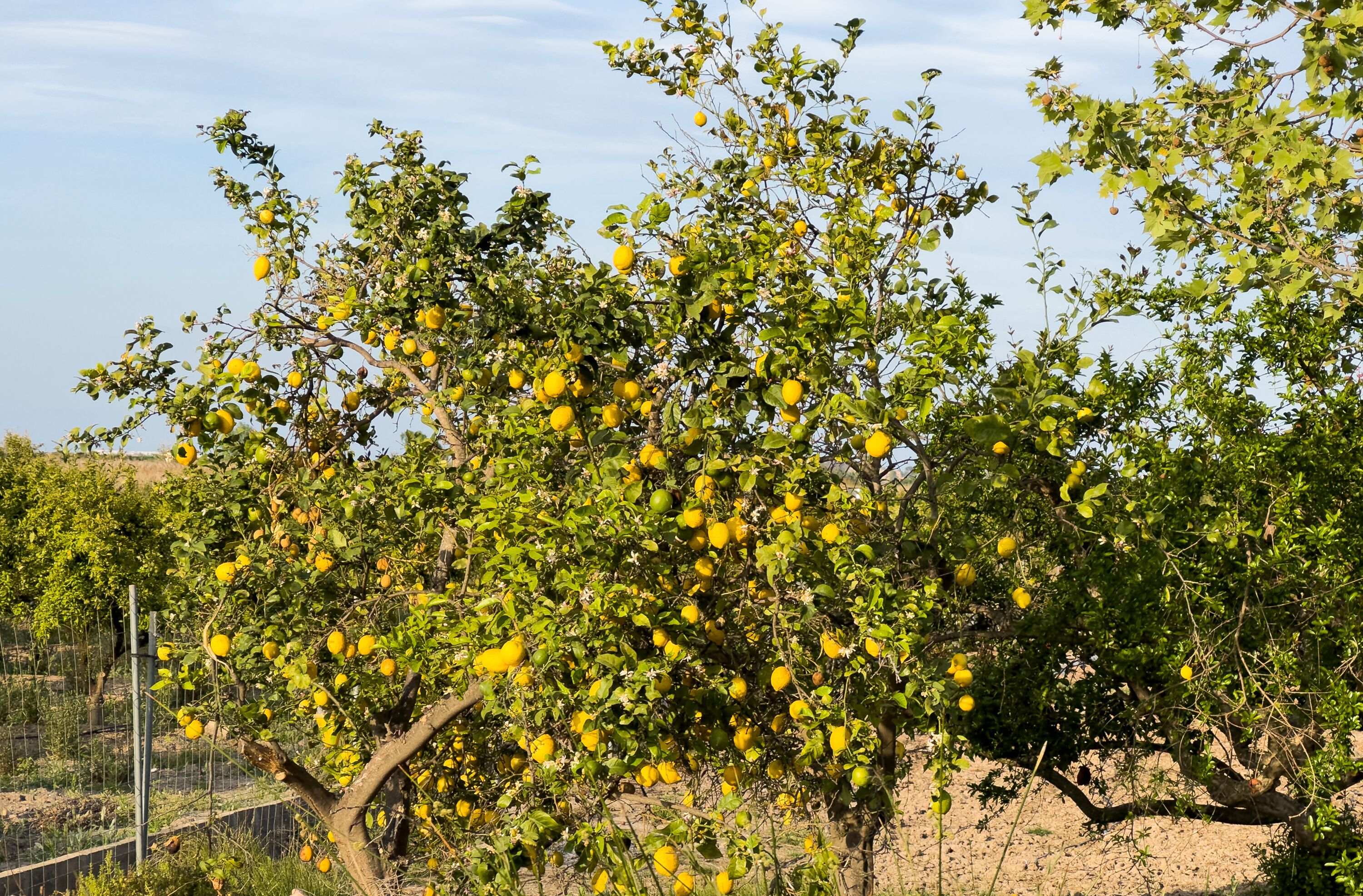Lemon tree farm plantation. Lemon trees garden. Citrus fruit on a branch with green leaves. Lemon Harvest season in Spain Grove. Citrus Tangerine plant.