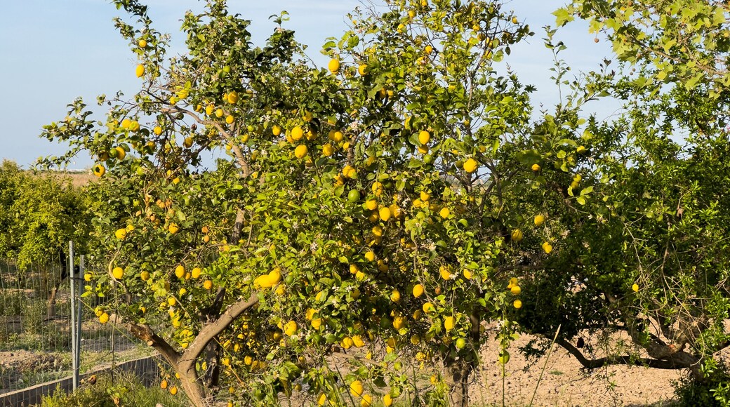 Lemon tree farm plantation. Lemon trees garden. Citrus fruit on a branch with green leaves. Lemon Harvest season in Spain Grove. Citrus Tangerine plant.