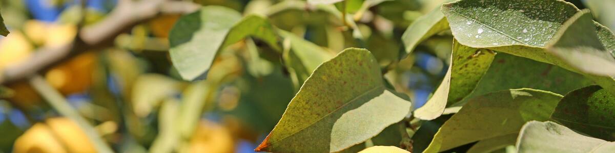 Ripe lemon on tree - California
