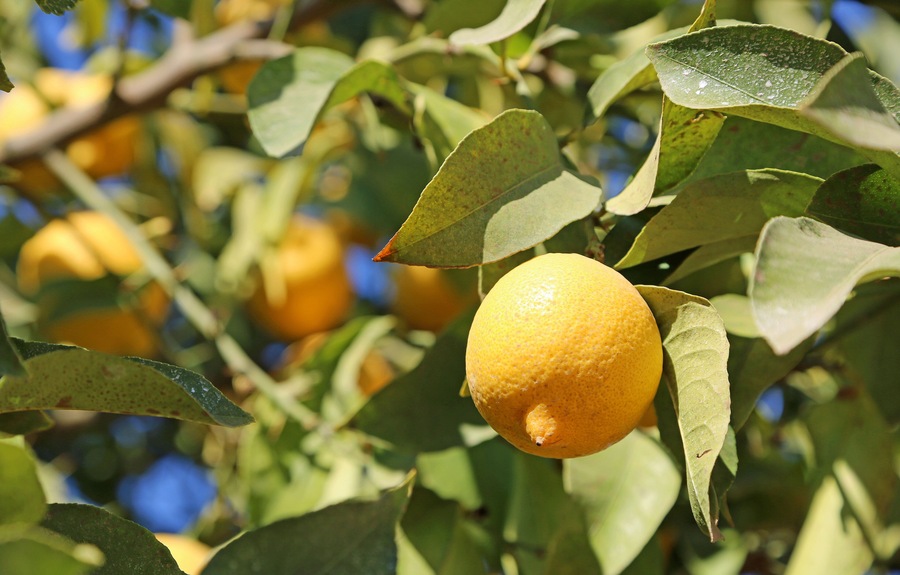 Ripe lemon on tree - California