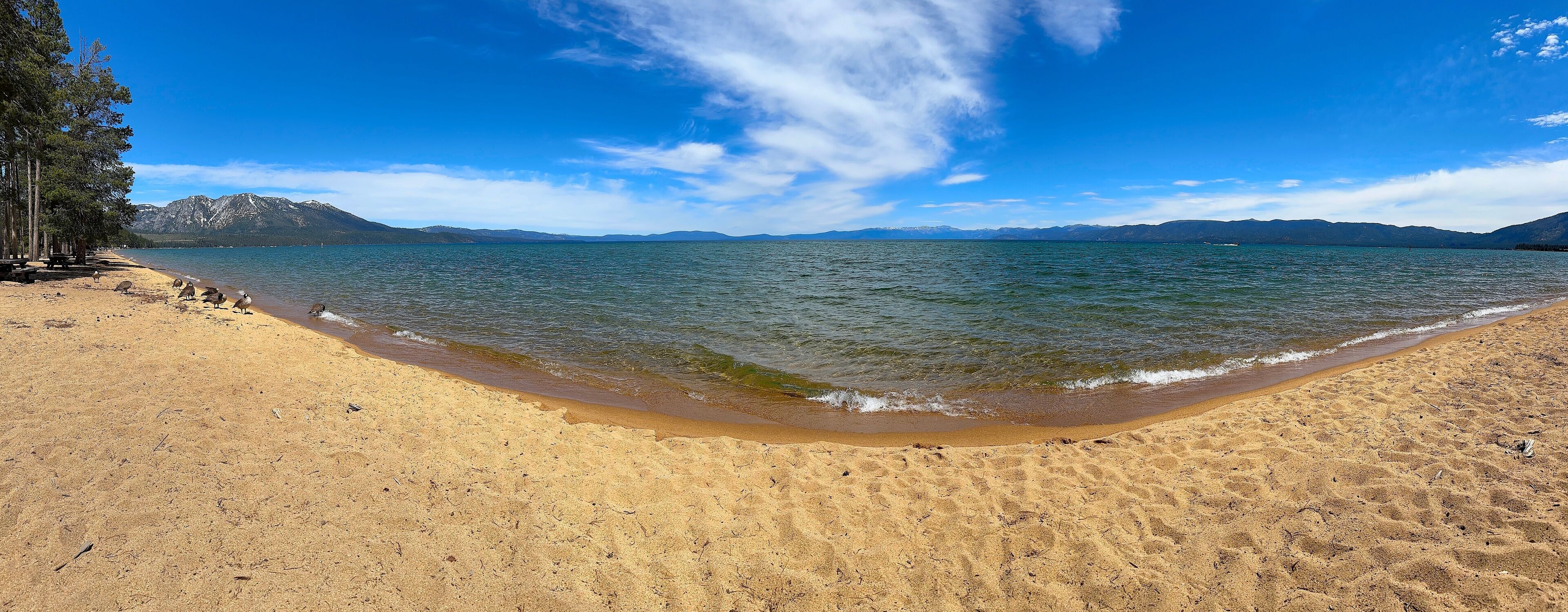 Canada Geese Resting on Sandy Shore of Lake Tahoe with Snowy Mountain Peaks. Branta canadensis species. 