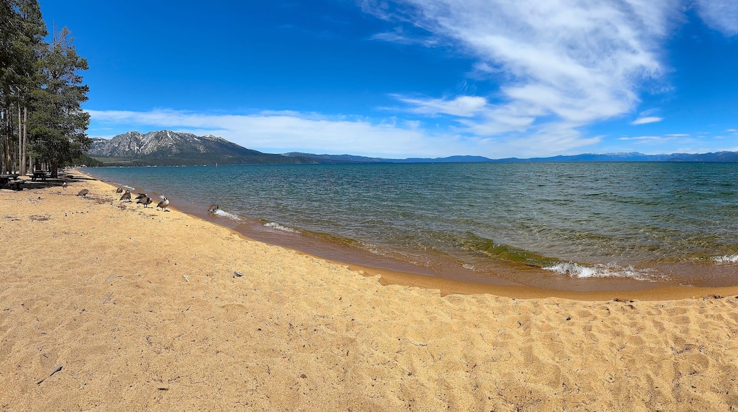 Canada Geese Resting on Sandy Shore of Lake Tahoe with Snowy Mountain Peaks. Branta canadensis species.