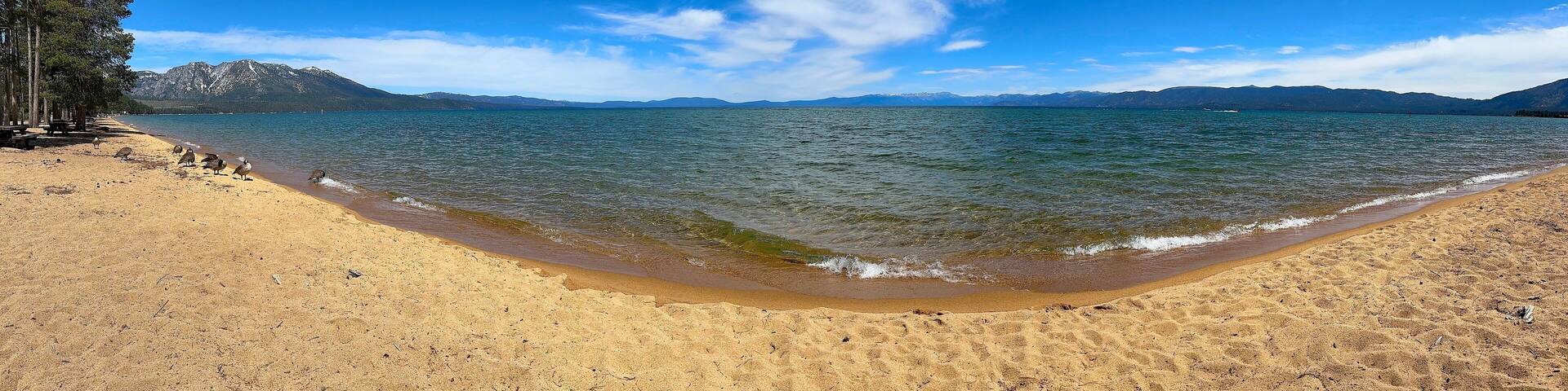 Canada Geese Resting on Sandy Shore of Lake Tahoe with Snowy Mountain Peaks. Branta canadensis species.
