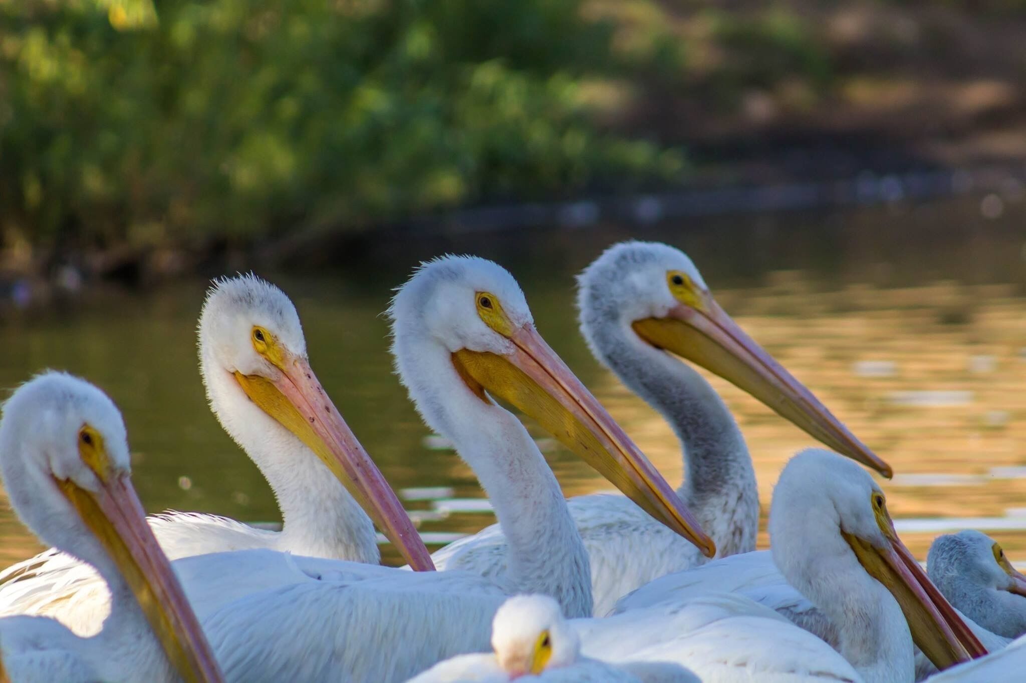 A true hidden gem. Beautiful park and lake with the mountains in the distance. Great variety of birds for the bird enthusiast. Home to many white Pelicans. 