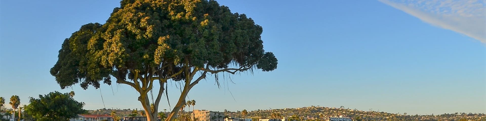 Late winter afternoon at park on Mission Bay, San Dieg