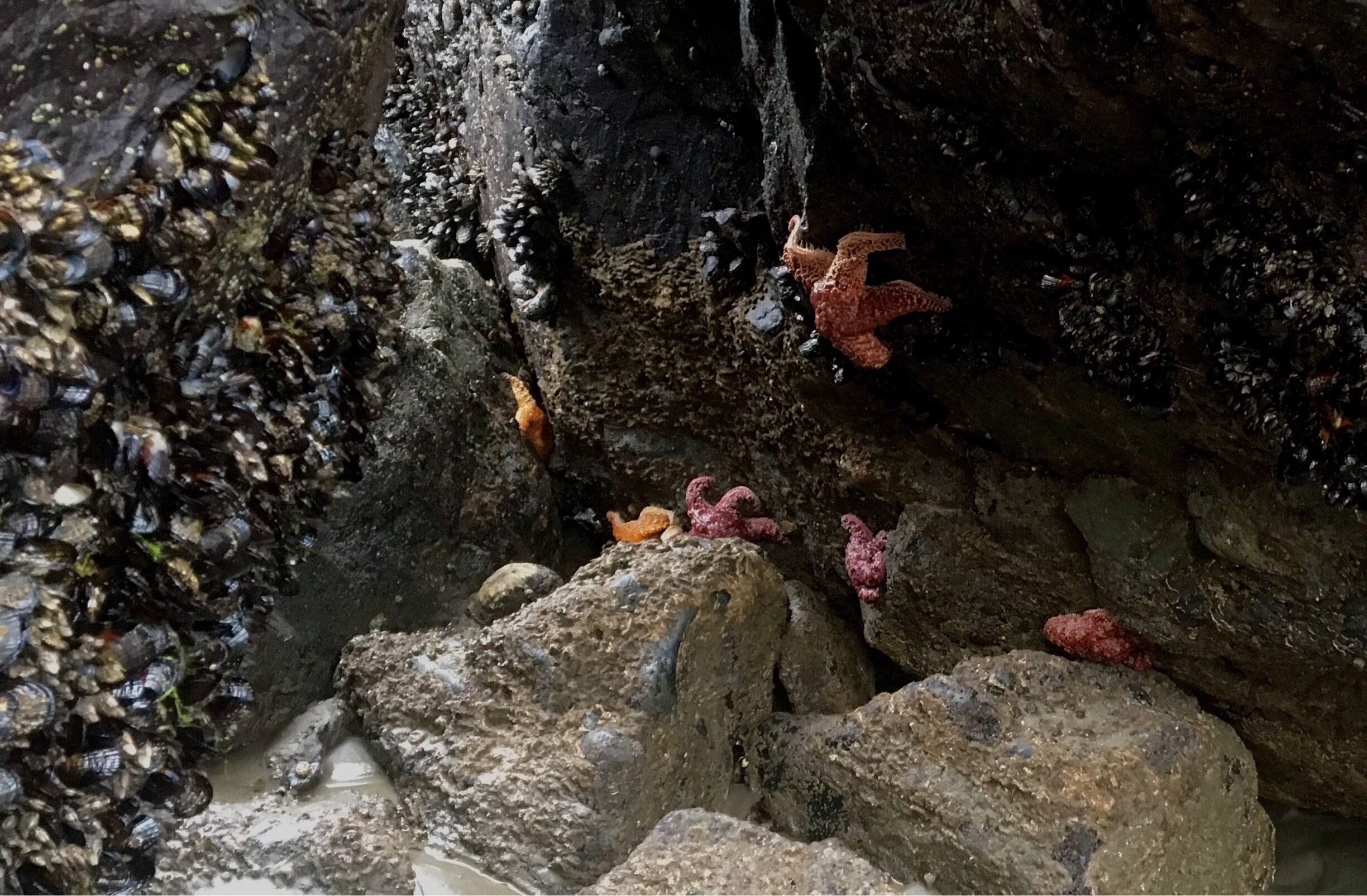 Candy colored star fish at low tide
#beachbound 