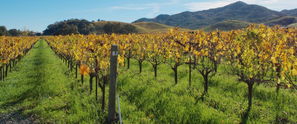 Basking in the Northern California sun on a beautiful Thanksgiving afternoon.