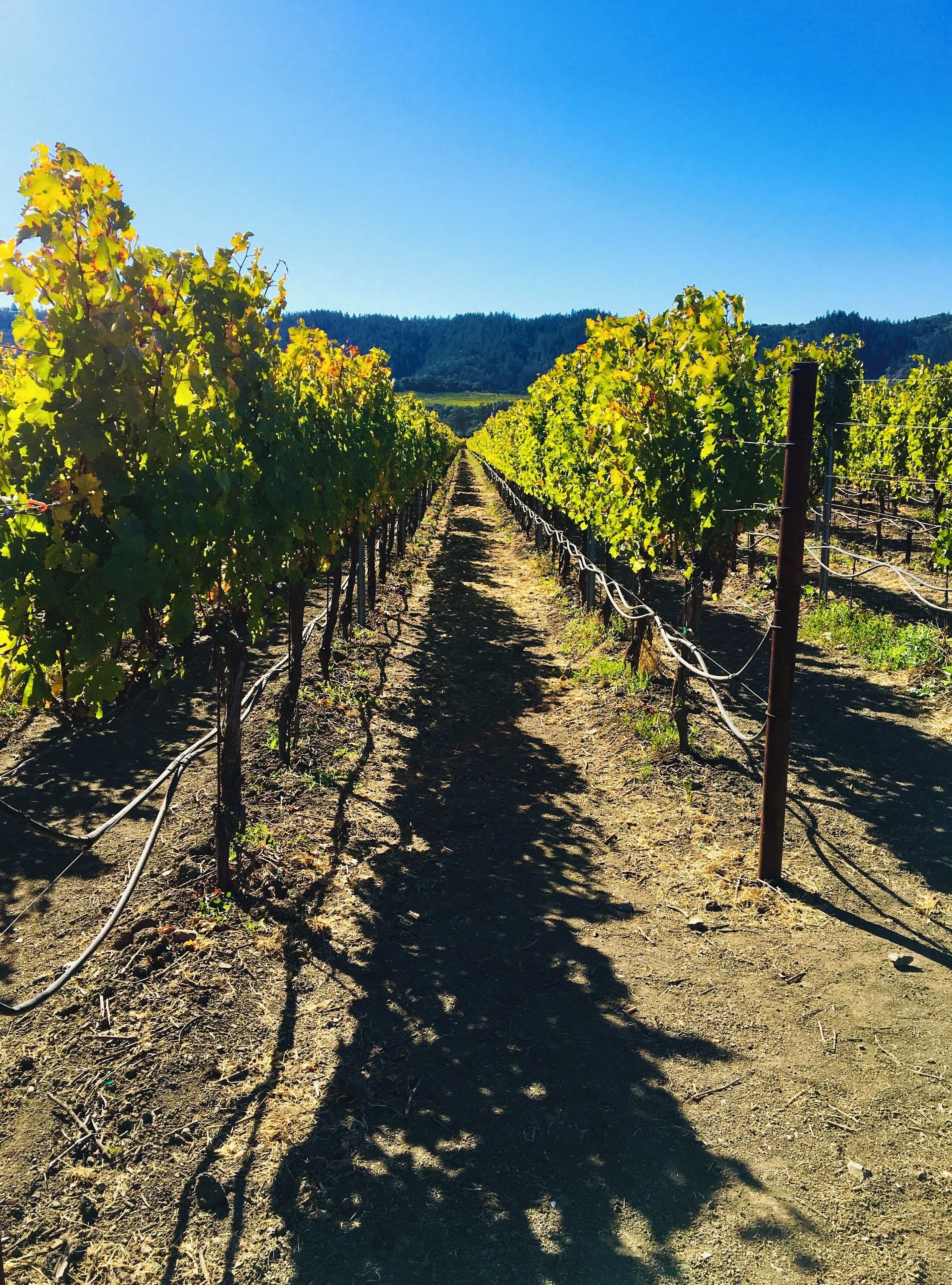 Stunning rows of well pruned vines at every vineyard. Late October to early November is the best for fall colors at Napa Valley #napavalley #LifeAtExpediaGroup #SignsOfFall
