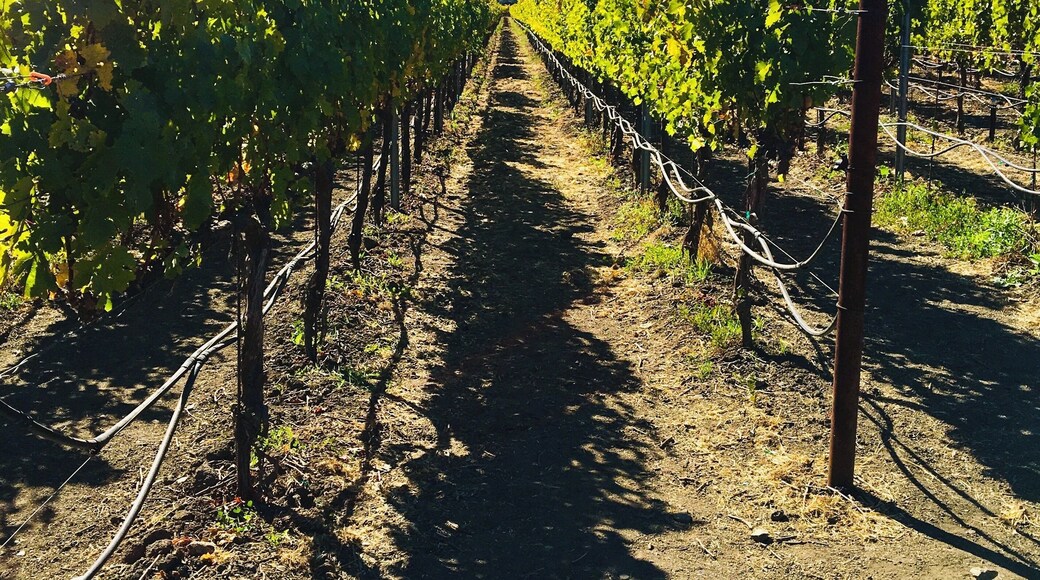 Stunning rows of well pruned vines at every vineyard. Late October to early November is the best for fall colors at Napa Valley #napavalley #LifeAtExpediaGroup #SignsOfFall