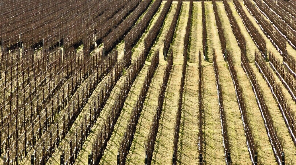 #vineyards #lifeatexpedia #Patterns #Perspectives