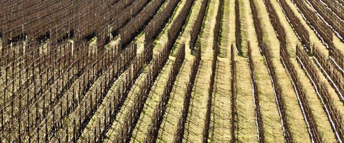 #vineyards #lifeatexpedia #Patterns #Perspectives