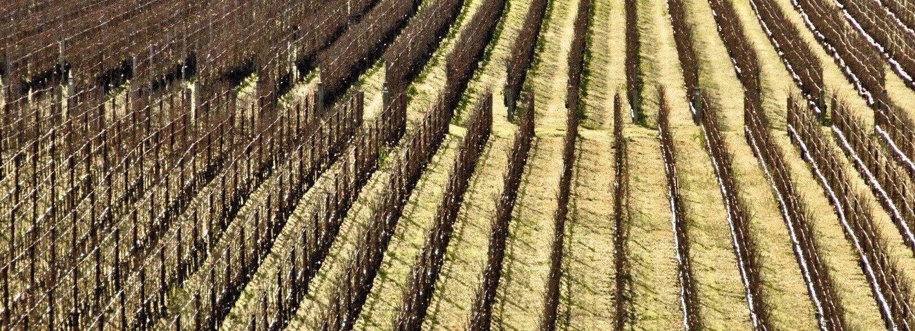#vineyards #lifeatexpedia #Patterns #Perspectives