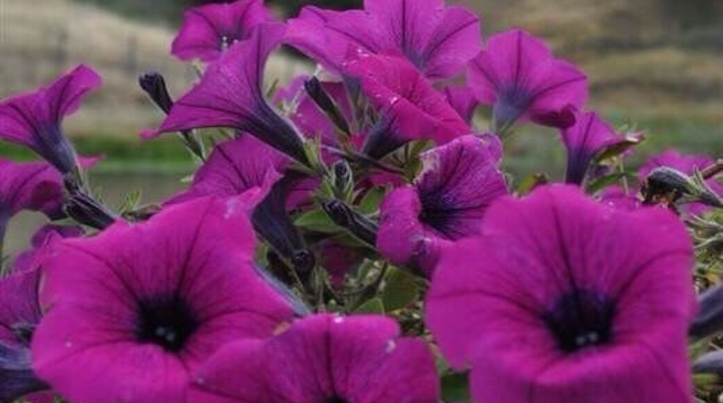 Flowers in a early summer