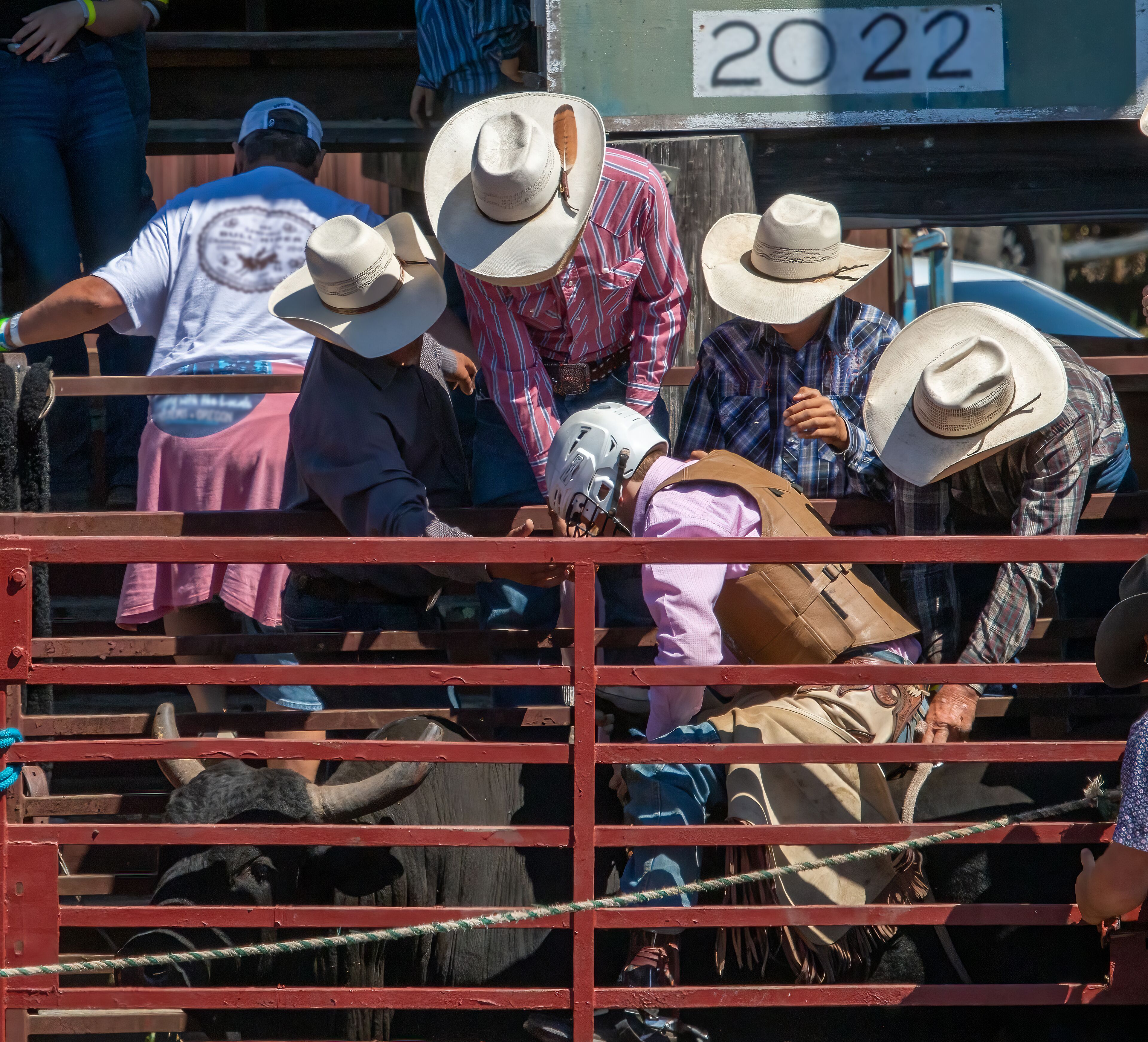 A rodeo cowboy is sitting on a bull getting ready to ride. 3 cowboys are helping prepare the bull and rider prior to leaving the chute..