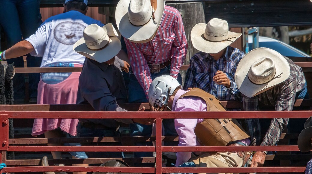 A rodeo cowboy is sitting on a bull getting ready to ride. 3 cowboys are helping prepare the bull and rider prior to leaving the chute..