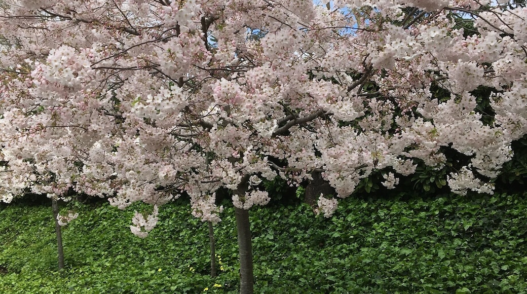 Cherry blossom