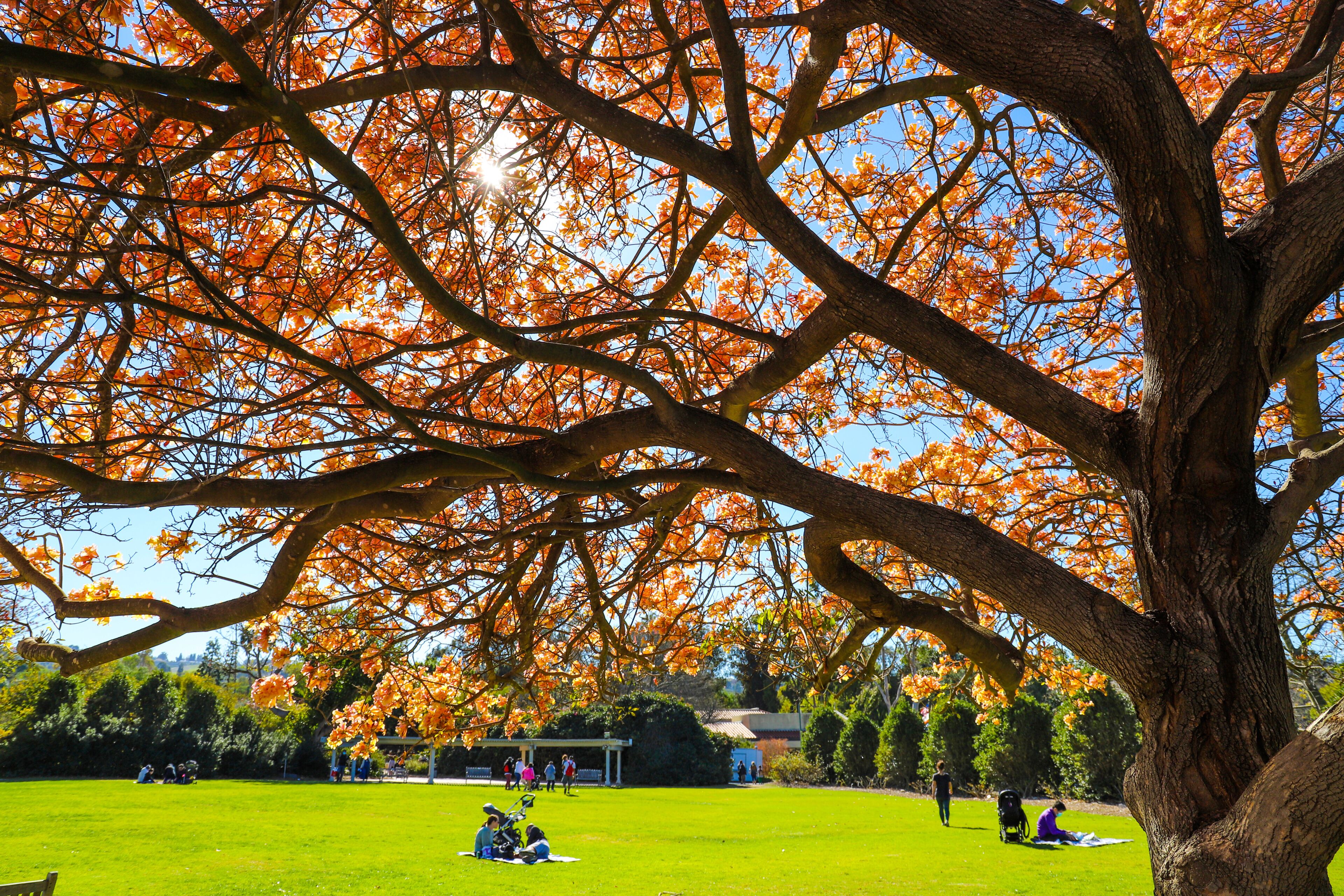 A gorgeous large tree with pink flowers people relaxing on lush green grass and blue sky at South Coast Botanic Garden in Palos Verdes, California