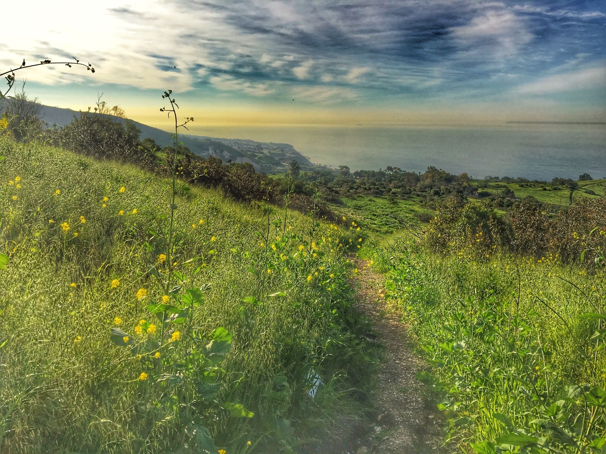 With all the rain the Palos Verdes Peninsula is #green and bursting with flowers this spring.