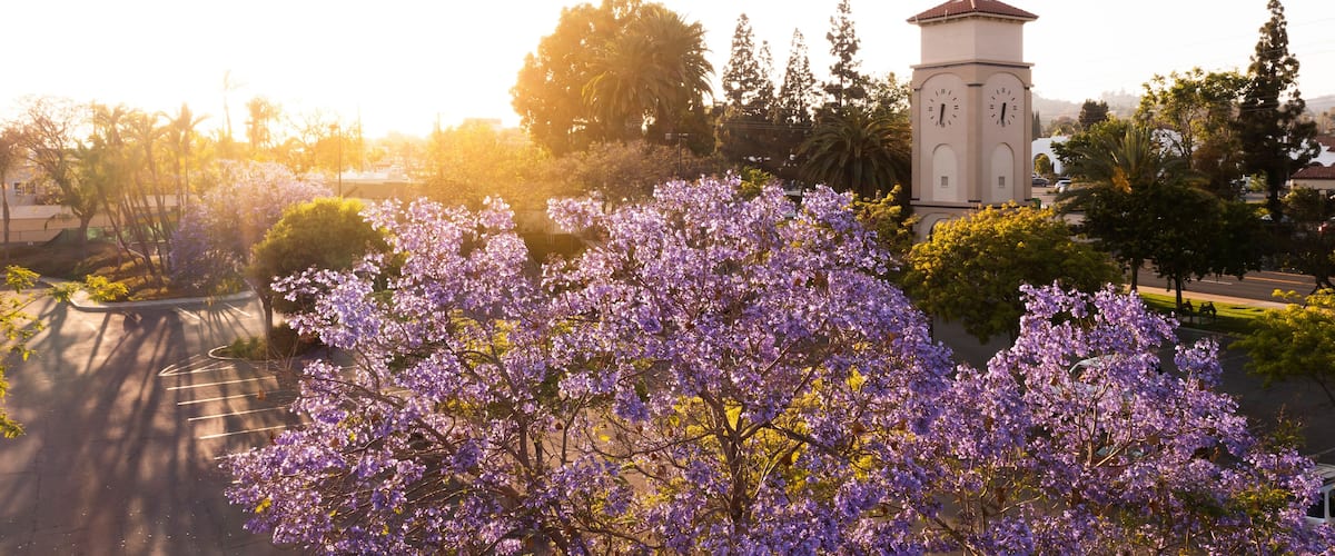 A clock tower surrounded by purple flowering trees and a road.