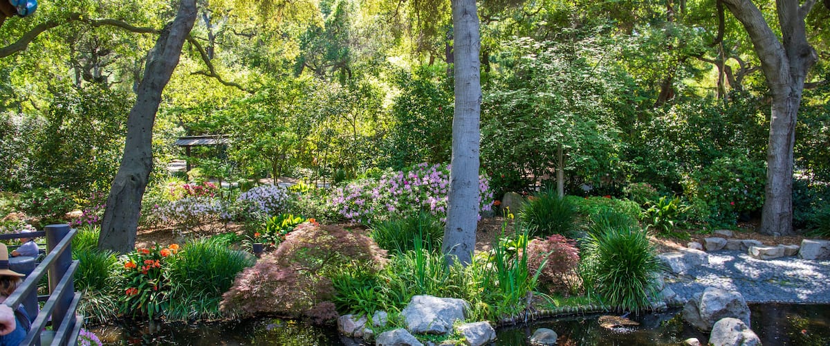 a gorgeous landscape with a pond, lush green trees and plants and colorful flowers at Descanso Gardens La Canada Flintridge California USA