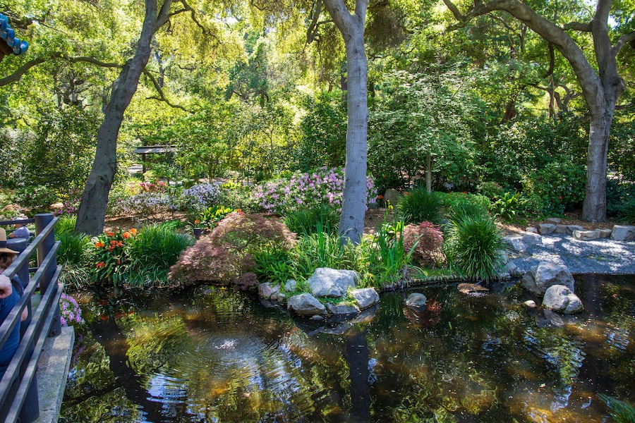 a gorgeous landscape with a pond, lush green trees and plants and colorful flowers at Descanso Gardens La Canada Flintridge California USA