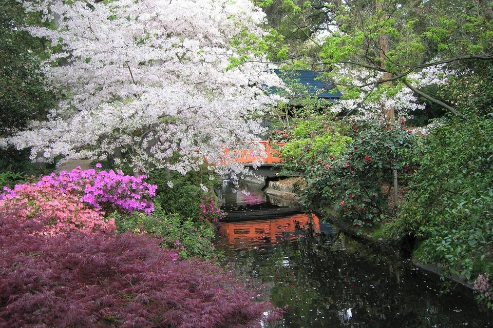 Un jardin agrémenté de cerisiers en fleurs, un étang et un pont traditionnel.