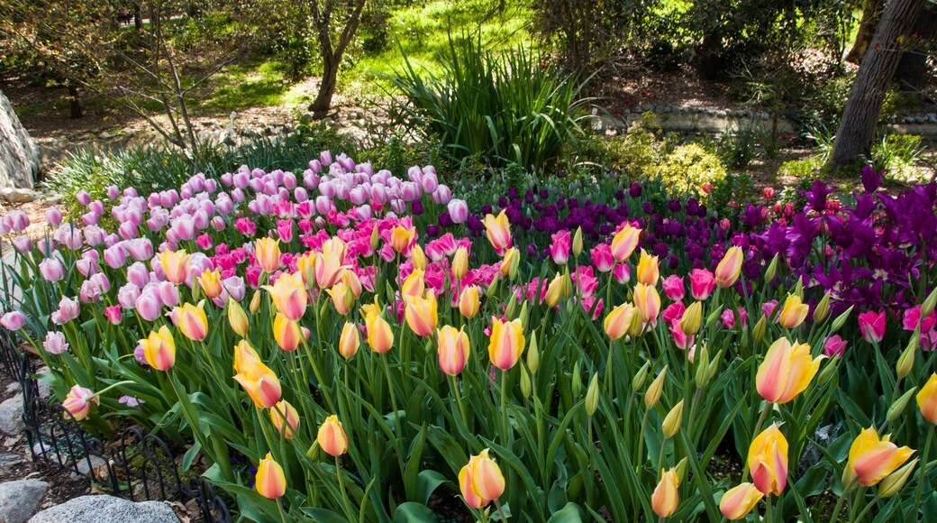 ลาแคนาดา ฟลินต์ฟริดจ์