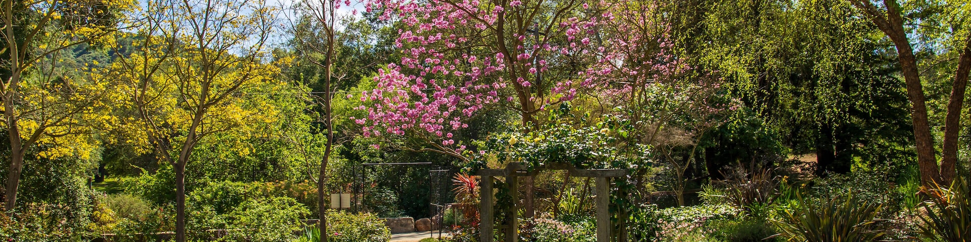 a gorgeous landscape with lush green trees and plants and colorful flowers at Descanso Gardens in La Canada Flintridge California USA