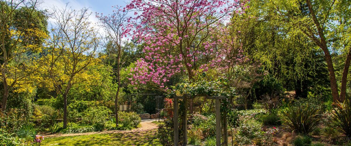 A garden with a wooden pergola, blooming pink trees, and various shrubs.