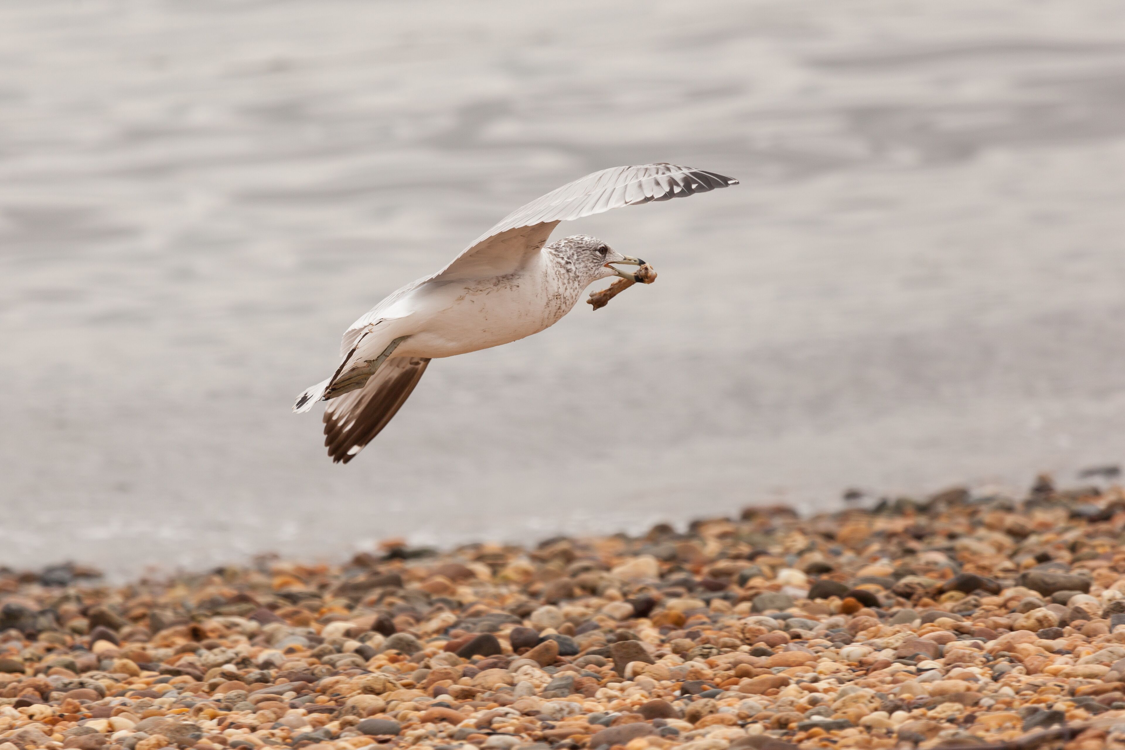 Seagull Flying with Chicken Bone