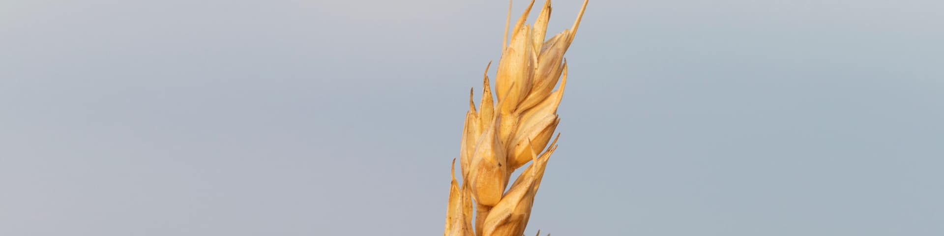 Close up of a ripe wheat head at sunrise with blue sky in the background, South of Strathmore, Alberta, Canada