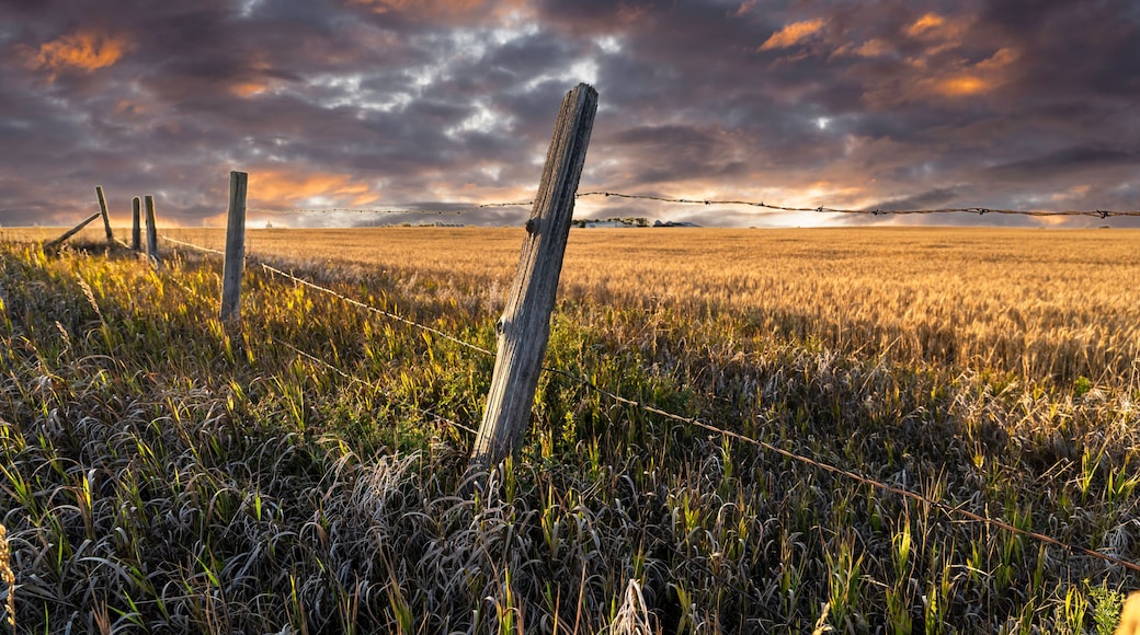 A barbed wire fence on a wheat field on the Canadian Prairies in Wheatland County Alberta.