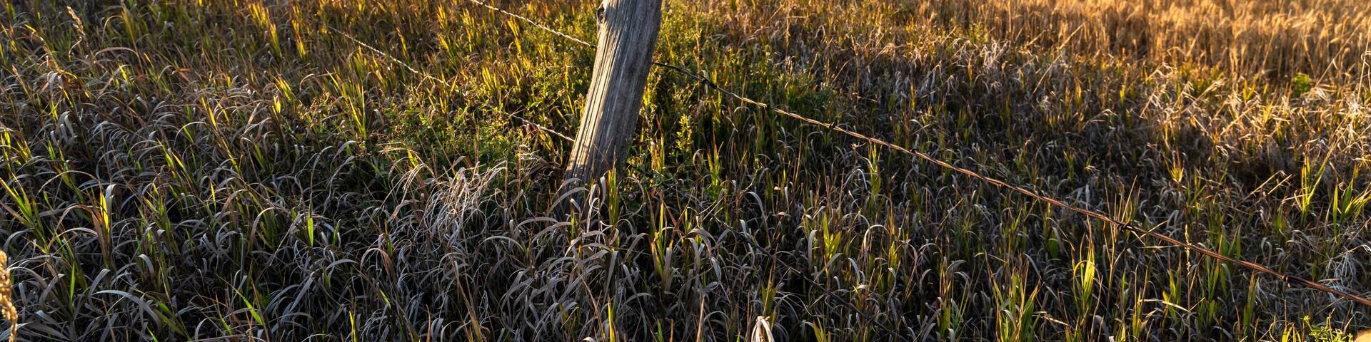 A barbed wire fence on a wheat field on the Canadian Prairies in Wheatland County Alberta.