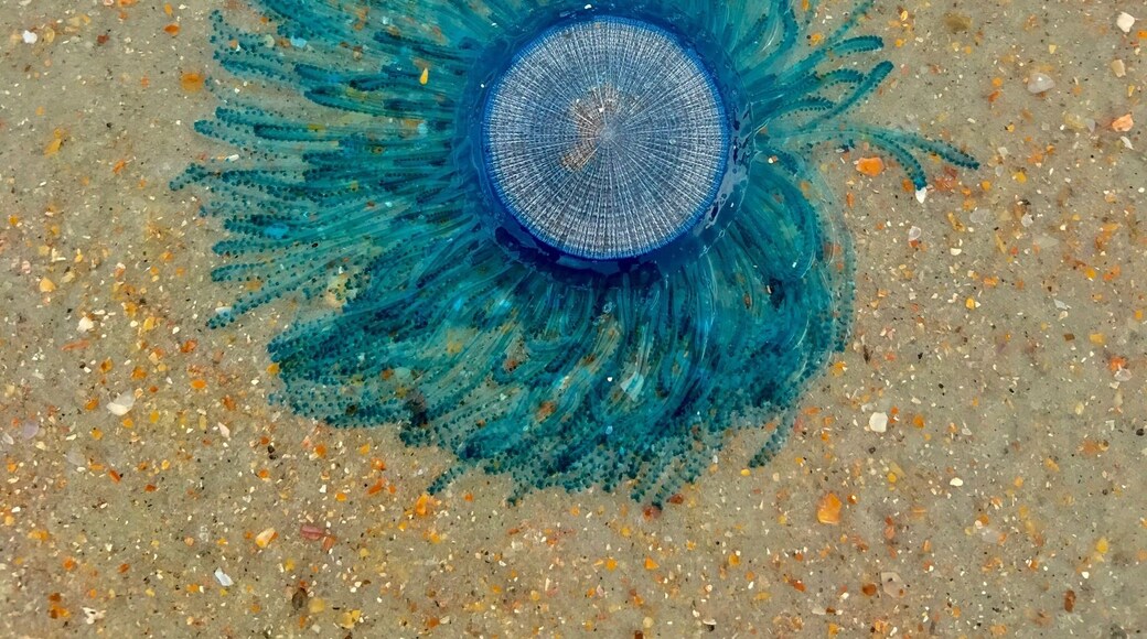 No idea what this is, but it appears to be some sort of jellyfish. #patterns #atlanticocean #daytonabeach