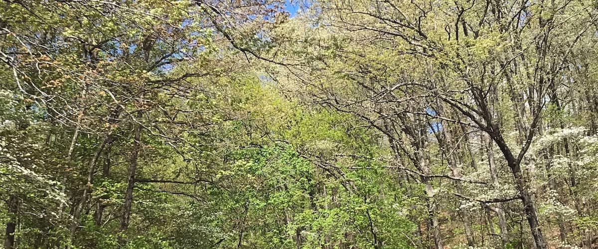 Spring is such a pretty time of year to be out on the lake! Seeing all the blooming trees and wildlife is amazing!