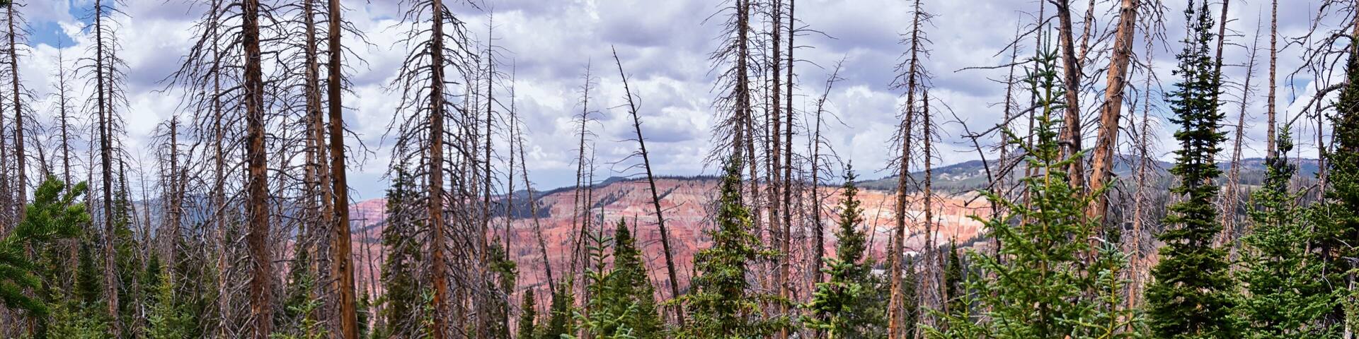 Alpine Pond Trail at Cedar Breaks National Monument views from hiking trail near Brian head and Cedar City, Utah. United States. USA