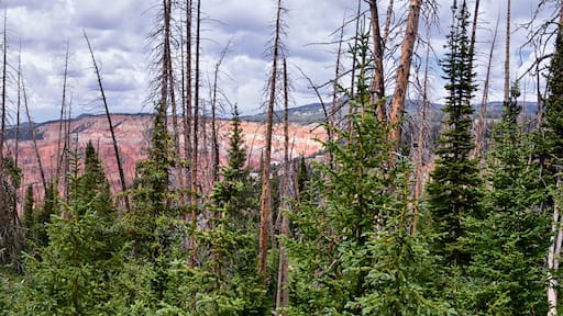 Alpine Pond Trail at Cedar Breaks National Monument views from hiking trail near Brian head and Cedar City, Utah. United States. USA