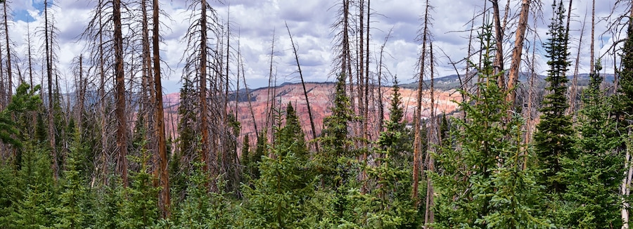 Alpine Pond Trail at Cedar Breaks National Monument views from hiking trail near Brian head and Cedar City, Utah. United States. USA