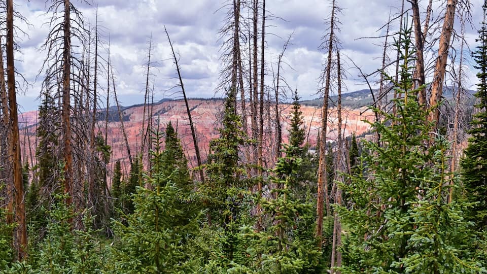 A forest with dead trees and a red rock canyon in the background.