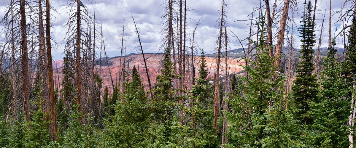A forest with dead trees and a red rock canyon in the background.