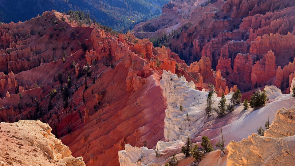 A canyon with red and white rock formations, trees, and a distant mountain range.