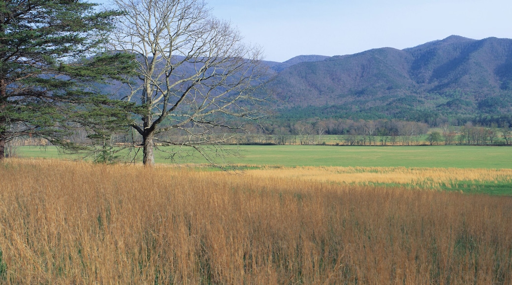 This is Cades Cove Pioneer settlement in the spring. The mountains of the Smokies are in the background.