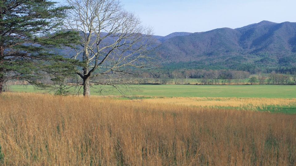 A field with a tree in the foreground, a mountain range in the background, and a clear sky.
